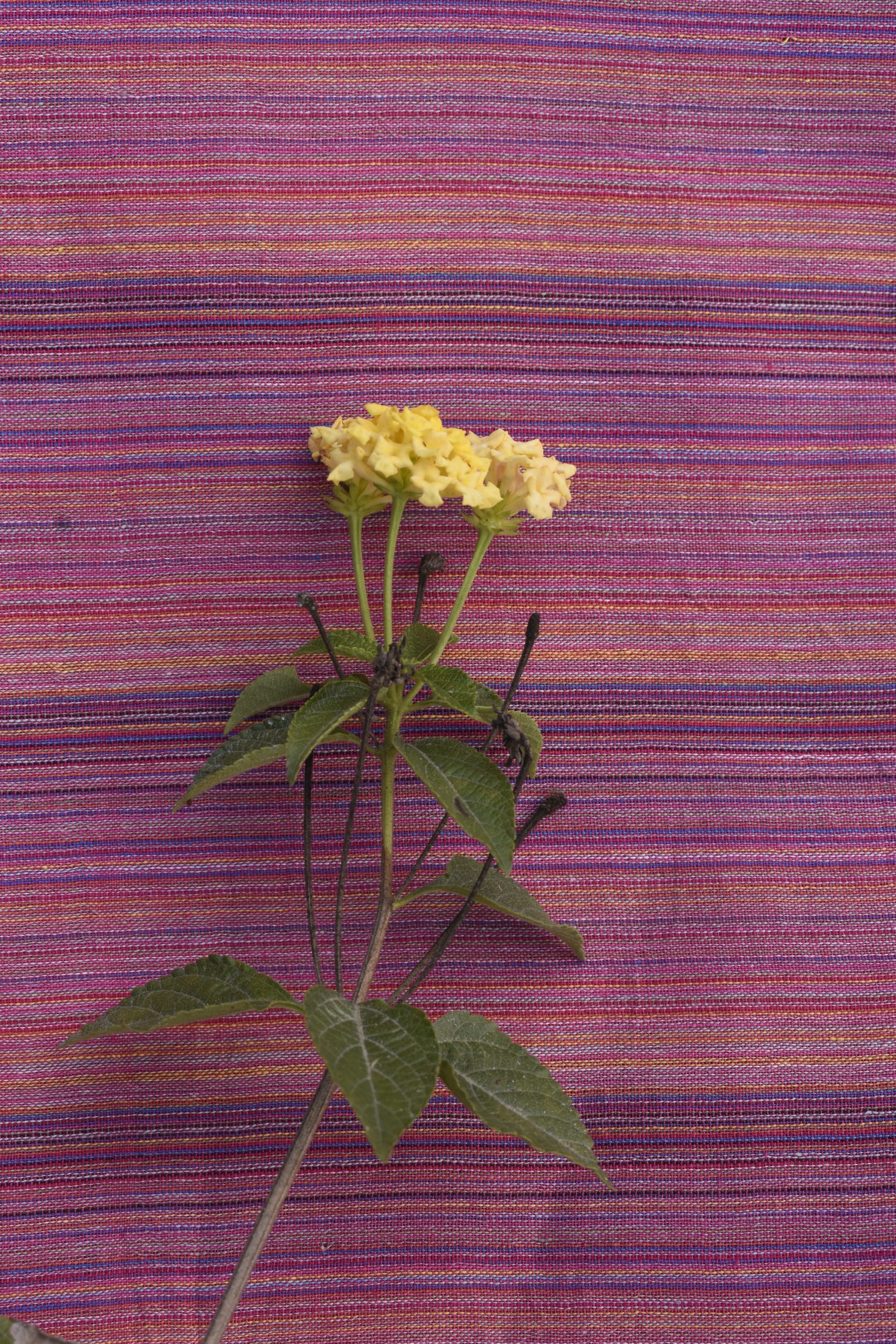 SM23-PL-Xl5 (d)